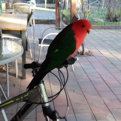 Alisterus scapularis (Australian King-Parrot) at Wamboin, NSW - 20 Aug 2019 by natureguy