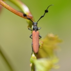 Tropis paradoxa (Longicorn beetle) at Wamboin, NSW - 2 Dec 2019 by natureguy