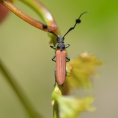 Tropis paradoxa at Wamboin, NSW - 2 Dec 2019 03:43 PM