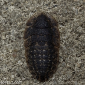 Laxta granicollis at Hughes, ACT - 4 Jan 2020 09:38 AM