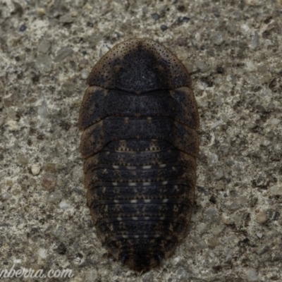 Laxta granicollis (Common bark or trilobite cockroach) at Hughes, ACT - 3 Jan 2020 by BIrdsinCanberra