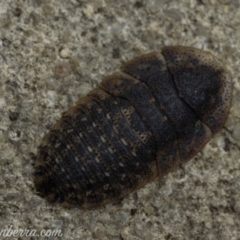 Laxta granicollis at Hughes, ACT - 4 Jan 2020 09:38 AM