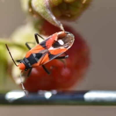 Melanerythrus mactans (A seed bug) at QPRC LGA - 3 Dec 2019 by natureguy