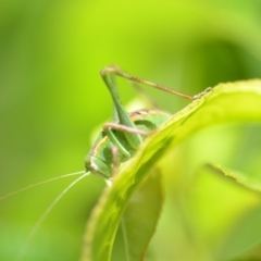 Caedicia simplex (Common Garden Katydid) at QPRC LGA - 3 Dec 2019 by natureguy