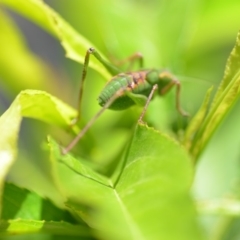 Caedicia simplex at Wamboin, NSW - 3 Dec 2019 02:39 PM