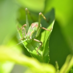 Caedicia simplex at Wamboin, NSW - 3 Dec 2019 02:39 PM