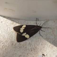 Nyctemera amicus (Senecio Moth, Magpie Moth, Cineraria Moth) at QPRC LGA - 4 Dec 2019 by natureguy