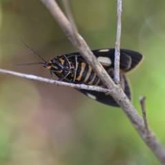 Nyctemera amicus at Wamboin, NSW - 4 Dec 2019