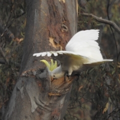 Cacatua galerita (Sulphur-crested Cockatoo) at Acton, ACT - 15 Jan 2020 by HelenCross