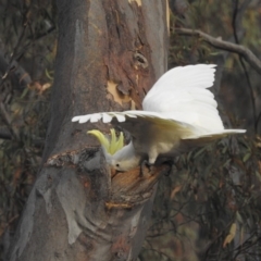 Cacatua galerita (Sulphur-crested Cockatoo) at Acton, ACT - 16 Jan 2020 by HelenCross