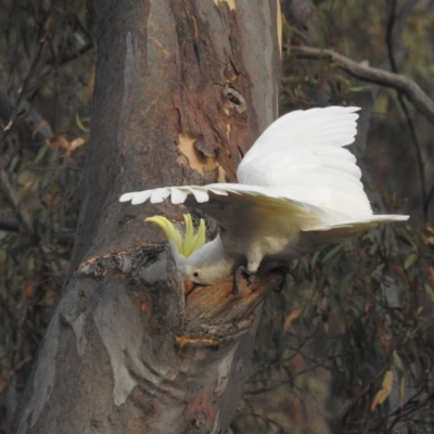 Cacatua galerita (Sulphur-crested Cockatoo) at GG173 - 15 Jan 2020 by HelenCross