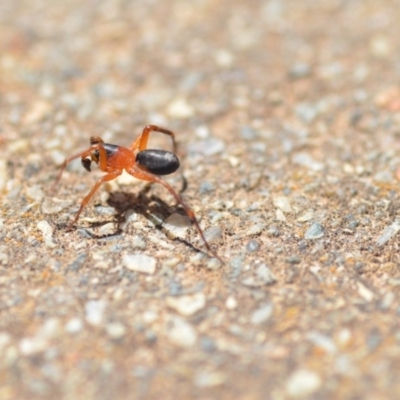Zodariidae (family) (Unidentified Ant spider or Spotted ground spider) at Wamboin, NSW - 4 Dec 2019 by natureguy