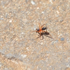 Zodariidae (family) at Wamboin, NSW - 4 Dec 2019 05:34 PM