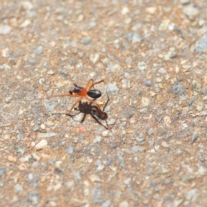 Zodariidae (family) at Wamboin, NSW - 4 Dec 2019 05:34 PM