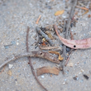 Zodariidae (family) at Wamboin, NSW - 4 Dec 2019