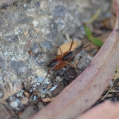 Zodariidae (family) at Wamboin, NSW - 4 Dec 2019 05:34 PM