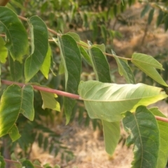 Ailanthus altissima (Tree-of-Heaven) at Fyshwick, ACT - 14 Jan 2020 by MichaelMulvaney
