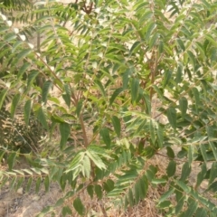 Ailanthus altissima at Fyshwick, ACT - 14 Jan 2020 12:00 AM