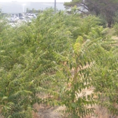 Ailanthus altissima at Fyshwick, ACT - 14 Jan 2020 12:00 AM