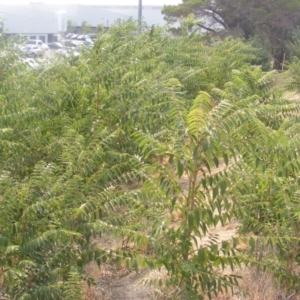 Ailanthus altissima at Fyshwick, ACT - 14 Jan 2020 12:00 AM