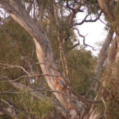 Callocephalon fimbriatum (Gang-gang Cockatoo) at Red Hill Nature Reserve - 14 Jan 2020 by MichaelMulvaney