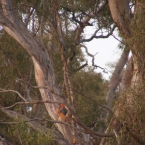 Callocephalon fimbriatum at Garran, ACT - suppressed