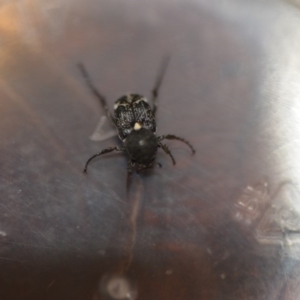 Microvalgus sp. (genus) at Wamboin, NSW - 4 Dec 2019 11:14 PM