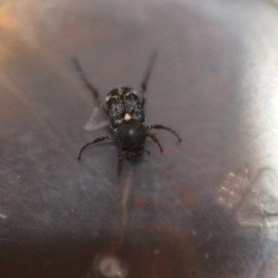 Microvalgus sp. (genus) (Flower scarab) at Wamboin, NSW - 4 Dec 2019 by natureguy