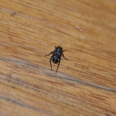 Microvalgus sp. (genus) at Wamboin, NSW - 4 Dec 2019 11:14 PM