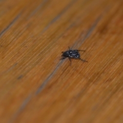 Microvalgus sp. (genus) at Wamboin, NSW - 4 Dec 2019