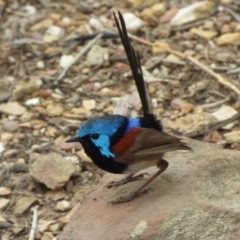 Malurus lamberti (Variegated Fairywren) at Four Winds Bioblitz Reference Sites - 16 Jan 2020 by JackieLambert