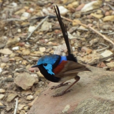 Malurus lamberti (Variegated Fairywren) at Four Winds Bioblitz Reference Sites - 16 Jan 2020 by JackieLambert