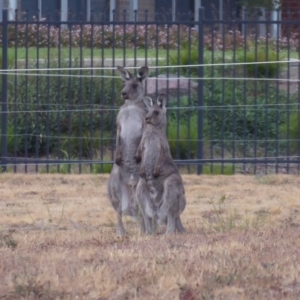 Macropus giganteus at Coombs, ACT - 15 Jan 2020 07:28 PM