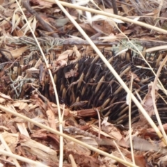 Tachyglossus aculeatus (Short-beaked Echidna) at Coombs, ACT - 15 Jan 2020 by Christine
