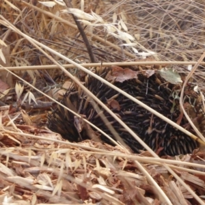 Tachyglossus aculeatus at Coombs, ACT - 15 Jan 2020