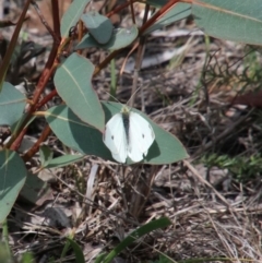 Pieris rapae (Cabbage White) at Upper Nepean - 21 Oct 2018 by JanHartog