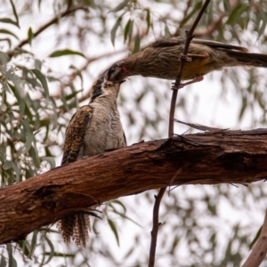 Eudynamys orientalis at Florey, ACT - 16 Jan 2020 07:26 PM