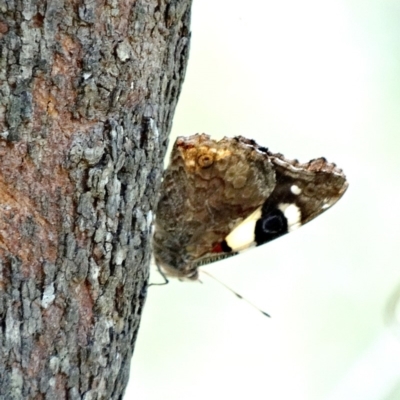 Vanessa itea (Yellow Admiral) at Wingecarribee Local Government Area - 20 Dec 2016 by JanHartog