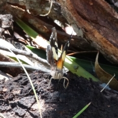 Vanessa itea at Mittagong, NSW - 21 Dec 2016 10:38 AM