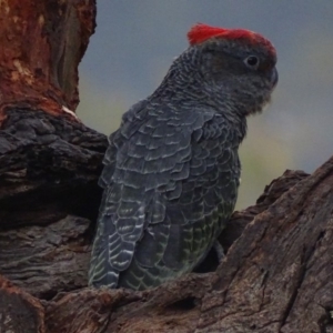 Callocephalon fimbriatum at Garran, ACT - 16 Jan 2020