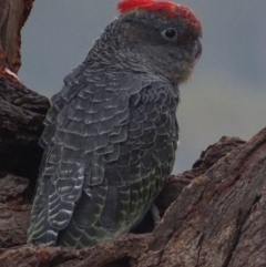 Callocephalon fimbriatum at Garran, ACT - 16 Jan 2020