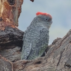 Callocephalon fimbriatum at Garran, ACT - 16 Jan 2020