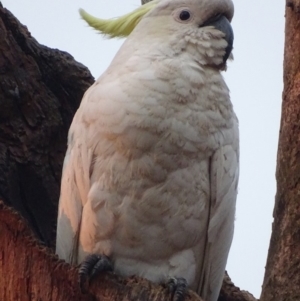 Cacatua galerita at Garran, ACT - 16 Jan 2020 07:59 PM