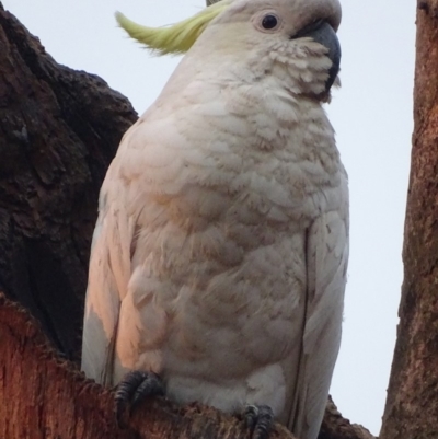 Cacatua galerita (Sulphur-crested Cockatoo) at Red Hill Nature Reserve - 16 Jan 2020 by roymcd