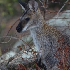 Notamacropus rufogriseus (Red-necked Wallaby) at Garran, ACT - 16 Jan 2020 by roymcd