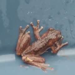 Litoria peronii at Yass River, NSW - 16 Jan 2020