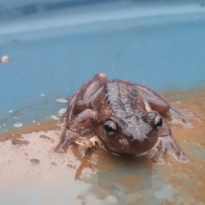 Litoria peronii at Yass River, NSW - 16 Jan 2020