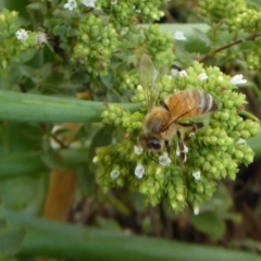 Apis mellifera (European honey bee) at Yass River, NSW - 15 Jan 2020 by SenexRugosus