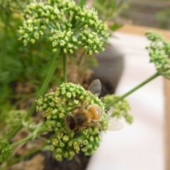 Apis mellifera at Yass River, NSW - 16 Jan 2020