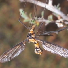Leptotarsus (Leptotarsus) clavatus (A crane fly) at Brindabella, NSW - 13 Jan 2020 by Harrisi
